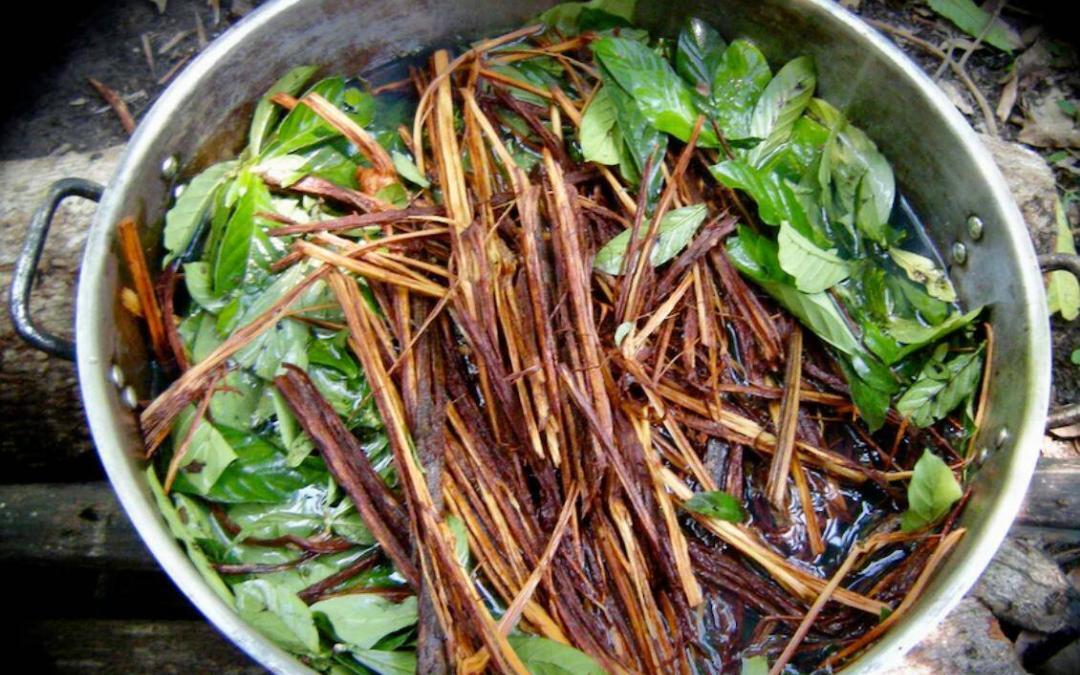 Saved By Psychedelics: After Traditional Methods Fail, Ayahuasca Heals A Deep Emotional Trauma