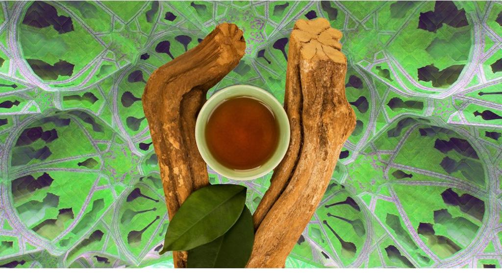 Ayahuasca is The cure for addiction?