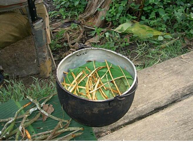 Psychotherapeutic and neurobiological processes associated with ayahuasca: A proposed model and implications for therapeutic use