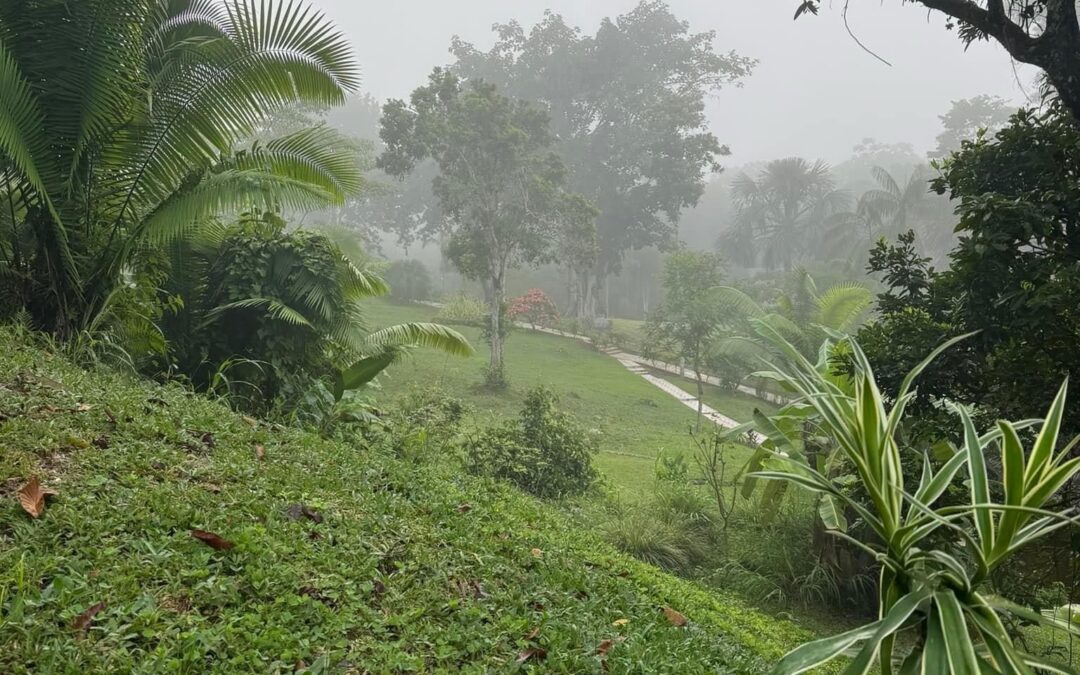 Ayahuasca in Peru : A The Enigma and Secret Door to the Unknown