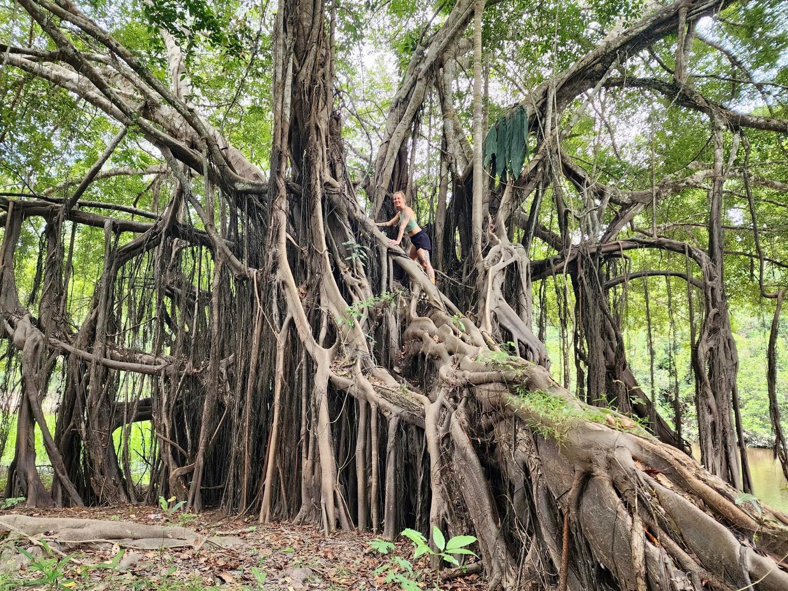 Ayahuasca: Unveiling the Sacred Medicine and Transformative Lessons ...